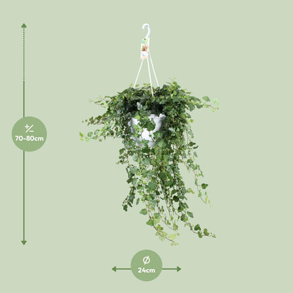 Hedera Wonder Green - Ø24cm - ↕70cm - Ø24 - ↨70cm - Pflanzfix24.de - Pflanzfix24.de