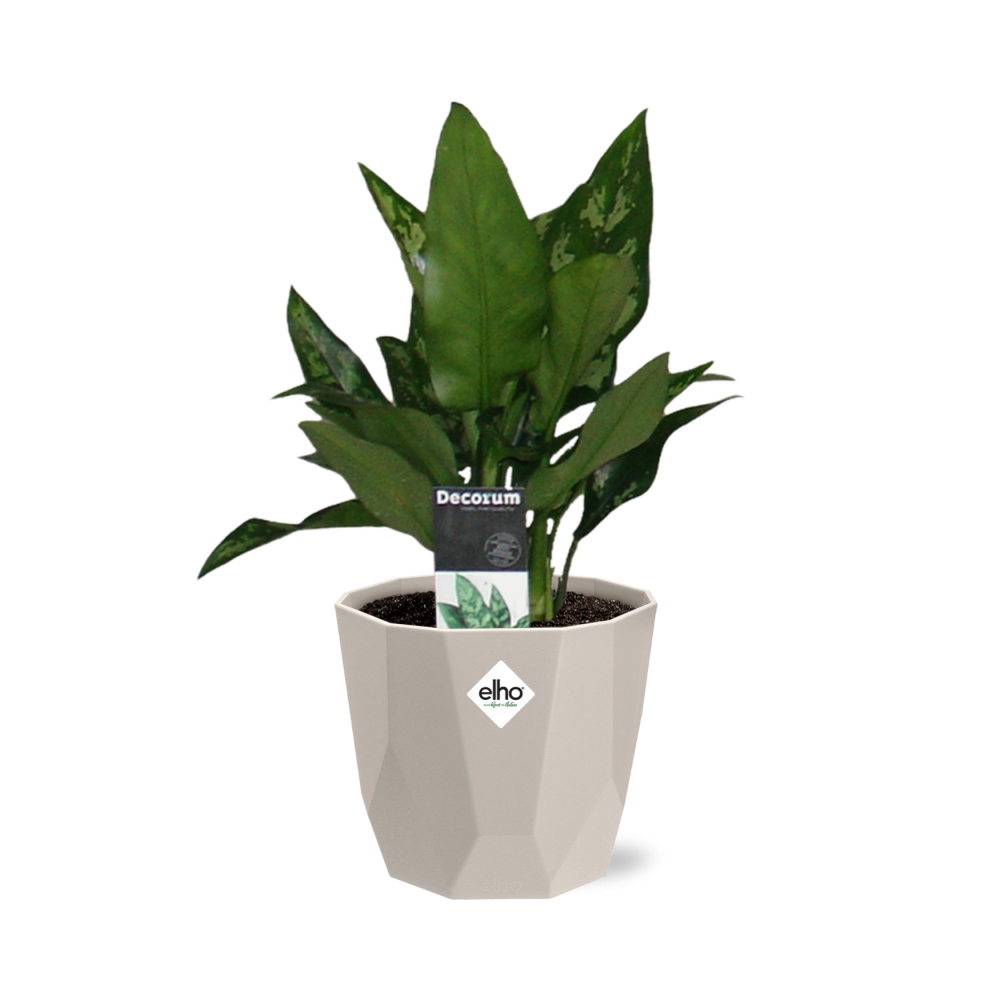 Aglaonema Maria in ELHO b.for rock 14 cm warm grey - Pflanzfix24