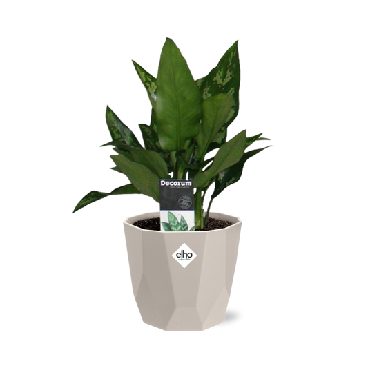 Aglaonema Maria in ELHO b.for rock 14 cm warm grey - Pflanzfix24