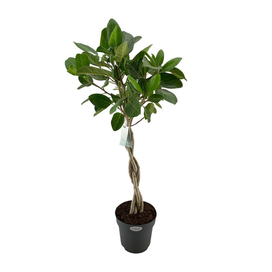 Ficus Benghalensis Audrey - Ø27cm - ↕110cm bei Pflanzfix24