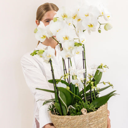 Kolibri Orchids | weißes Pflanzenset im Schilfkorb inkl. Wassertank - Pflanzfix24