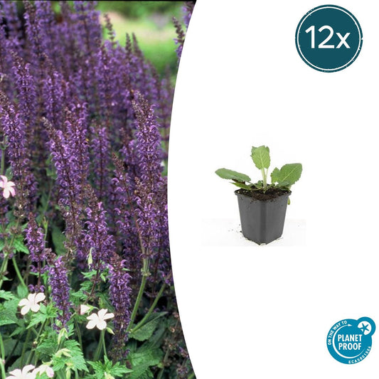 12x Salvia nemorosa 'Mainacht' Stauden 10-25cm | Pflanzfix24.de - Pflanzfix24.de