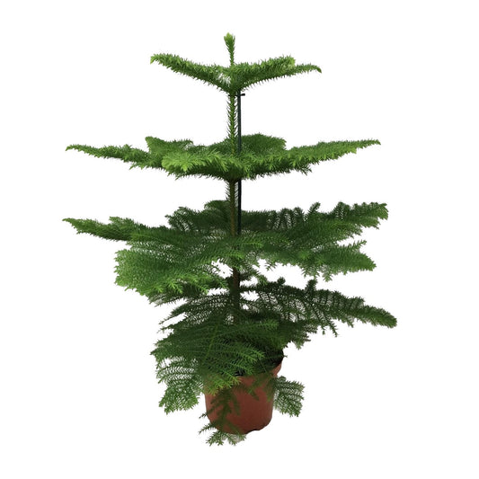 Araucaria Heterophylla 70 cm im Ø21 cm Topf – Pflanzfix24
