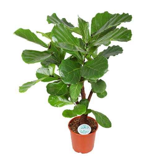 Ficus Lyrata - Ø24cm - ↕125cm von Pflanzfix24