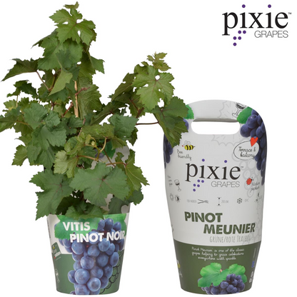 Vitis Pixie Pinot Noir Ø21 cm – Zwergweinrebe | Pflanzfix24