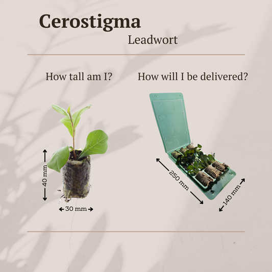 Ceratostigma 6er Pflanzset für Herbstgarten - Pflanzfix24