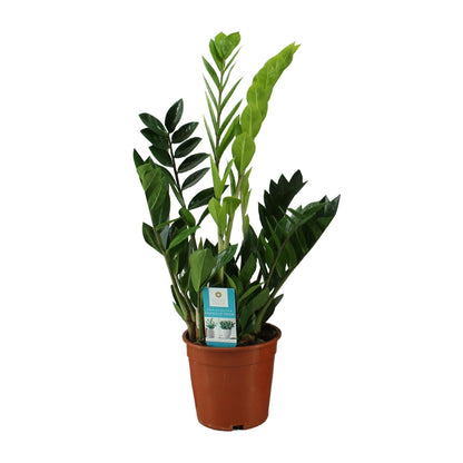 Zamioculcas Zamiifolia 65cm – Grünpflanze bei Pflanzfix24.de - Pflanzfix24.de