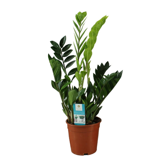 Zamioculcas Zamiifolia 65cm – Grünpflanze bei Pflanzfix24.de - Pflanzfix24.de