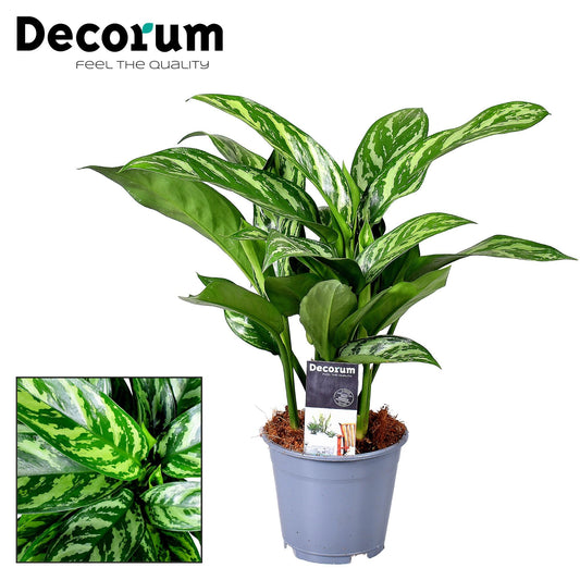 Aglaonema Tigres (Decorum) - Pflanzfix24