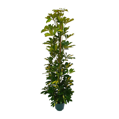 Schefflera Arboricola Gerda - Ø20cm - ↕90cm - Pflanzfix24