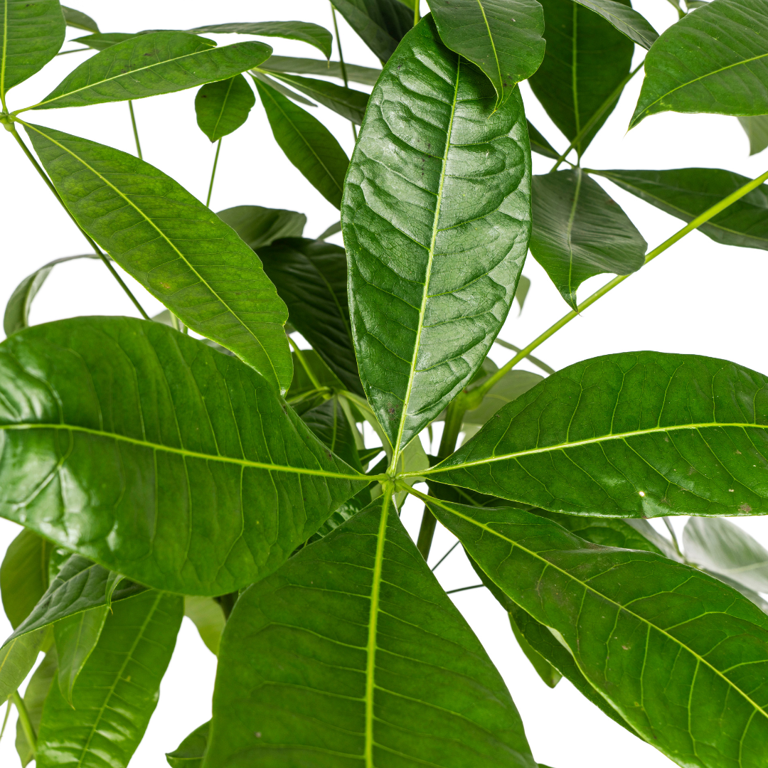 Pachira Aquatica Ø24cm - ↕120-140cm - Pflanzfix24