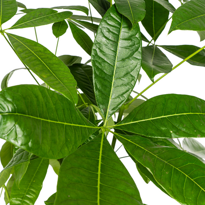 Pachira Aquatica Ø24cm - ↕120-140cm - Pflanzfix24