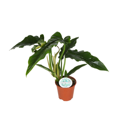 Philodendron Narrow - Ø14cm - ↕40cm by Pflanzfix24