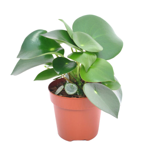 Peperomia Raindrop - Ø12cm - ↕20cm - Pflanzfix24