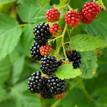 Pflanzfix24 - Brombeere - Rubus Black Satin - Schwarze Brombeere - Dornenlos - 2 Pflanzen