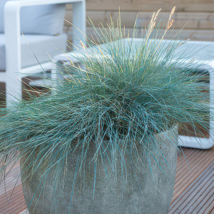 40x Festuca glauca 'Elijah Bleu' 10-25cm Ø9cm Ziergras | Pflanzfix24
