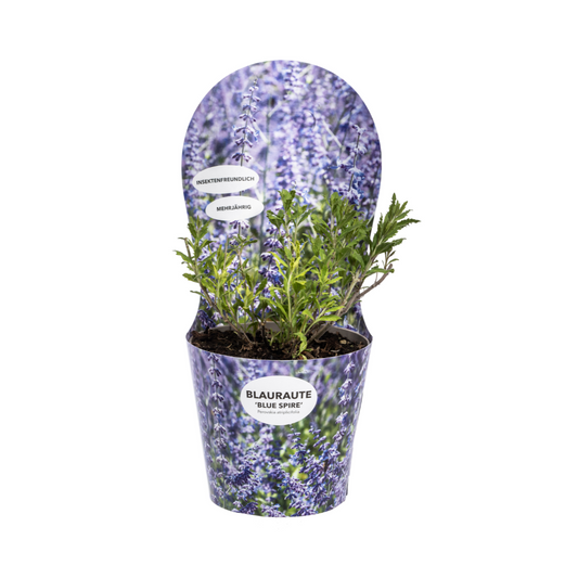 Perovskia atriplicifolia mit Potcover Ø19cm - Pflanzfix24