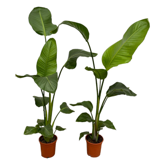 2x Strelitzia Nicolai Zimmerpflanze 100 cm Ø17 | Exotisch & Pflegeleicht | Pflanzfix24
