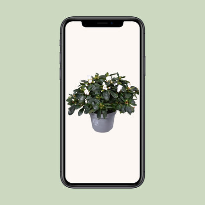 Azalea Witte Vogel - Ø13cm - ↕27cm - Pflanzfix24