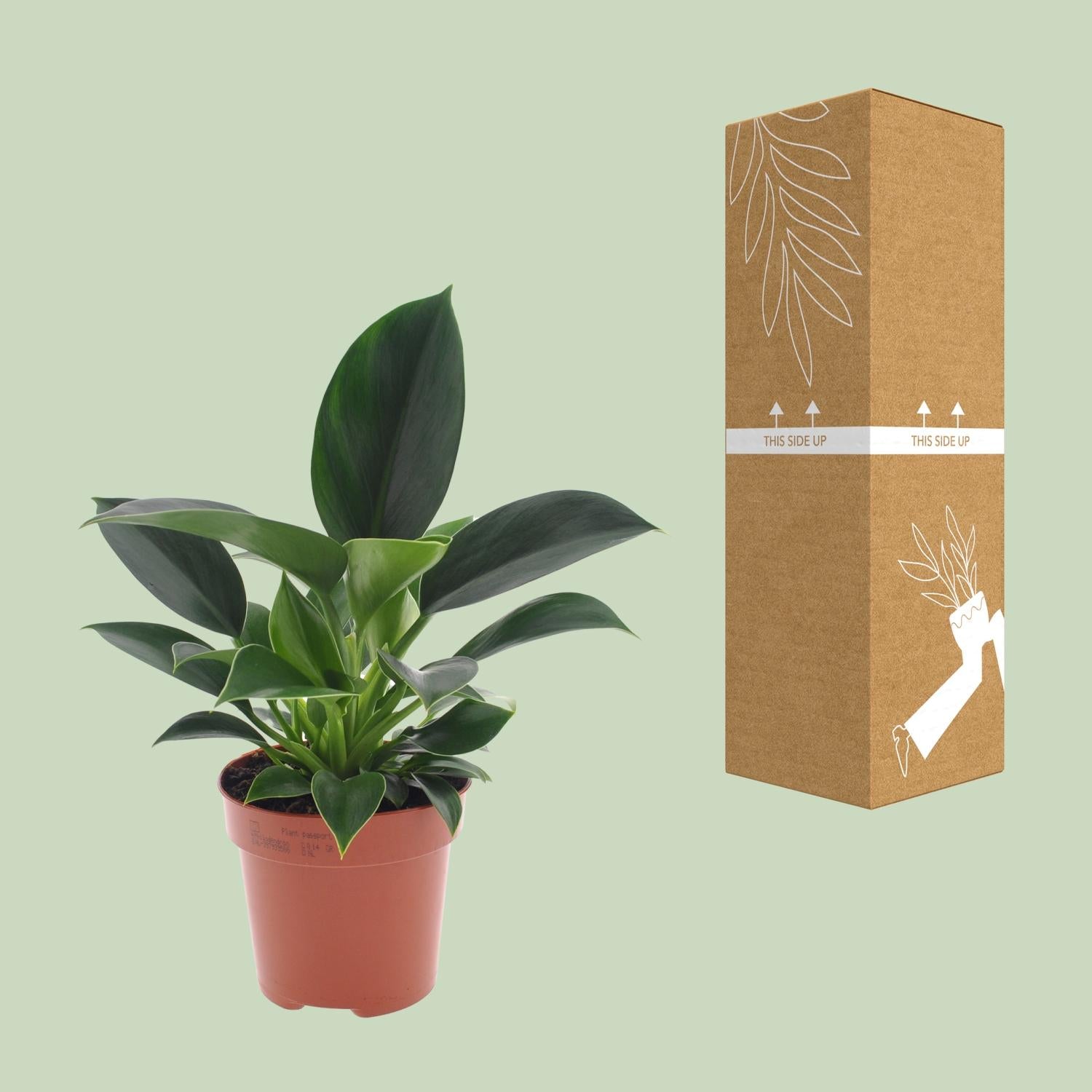 Philodendron Green Princess 25cm – Pflegeleicht | Pflanzfix24.de - Pflanzfix24.de
