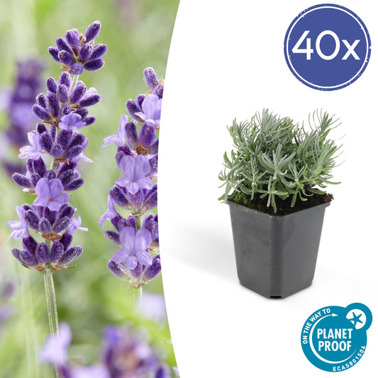 40x Lavandula 'Hidcote' - Pflanzfix24.de - Pflanzfix24.de
