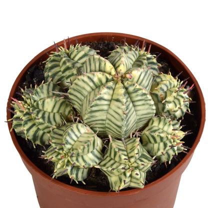Euphorbia meloformis variegata - clay - 10,5cm - 1x - Pflanzfix24.de - Pflanzfix24.de