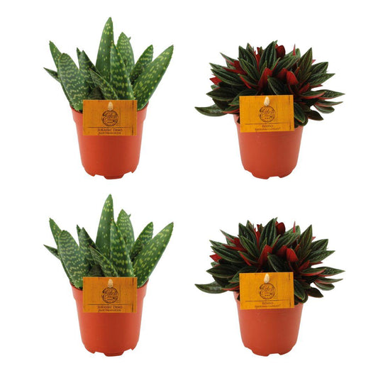 Aloe Paradisicum & Peperomia Rosso Set - 4er Pack - Pflanzfix24