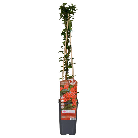 3x - Pyracantha coccinea 'Red Column' - ↨65cm - Ø15 - Pflanzfix24