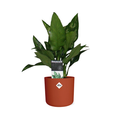 Aglaonema Maria in ELHO b.for soft rond 14cm brique - Pflanzfix24