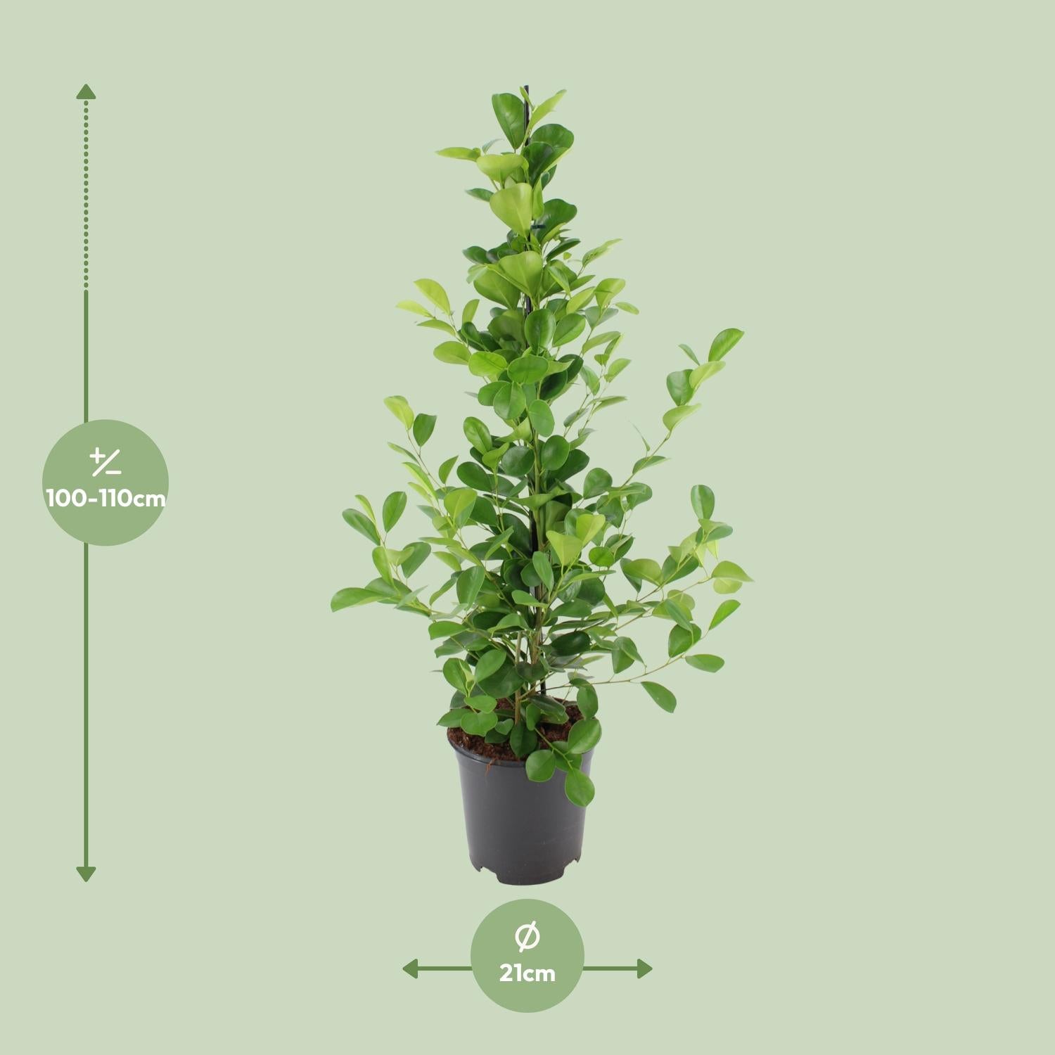 Ficus microcarpa Moclame - Ø21cm - ↕95cm - Pflanzfix24.de - Pflanzfix24.de