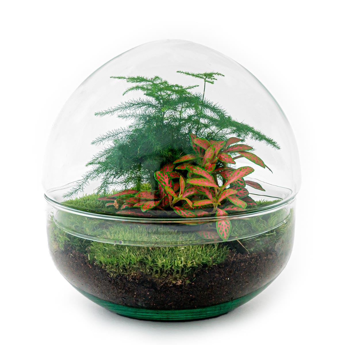 DIY Flaschengarten - Dome Rot - 20 cm - Pflanzfix24.de - Pflanzfix24.de