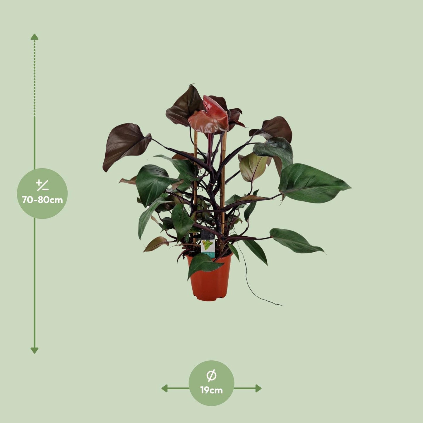 Philodendron Ruby Pyramide - Ø19cm - ↕75cm - Pflanzfix24
