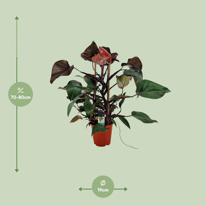 Philodendron Ruby Pyramide - Ø19cm - ↕75cm - Pflanzfix24