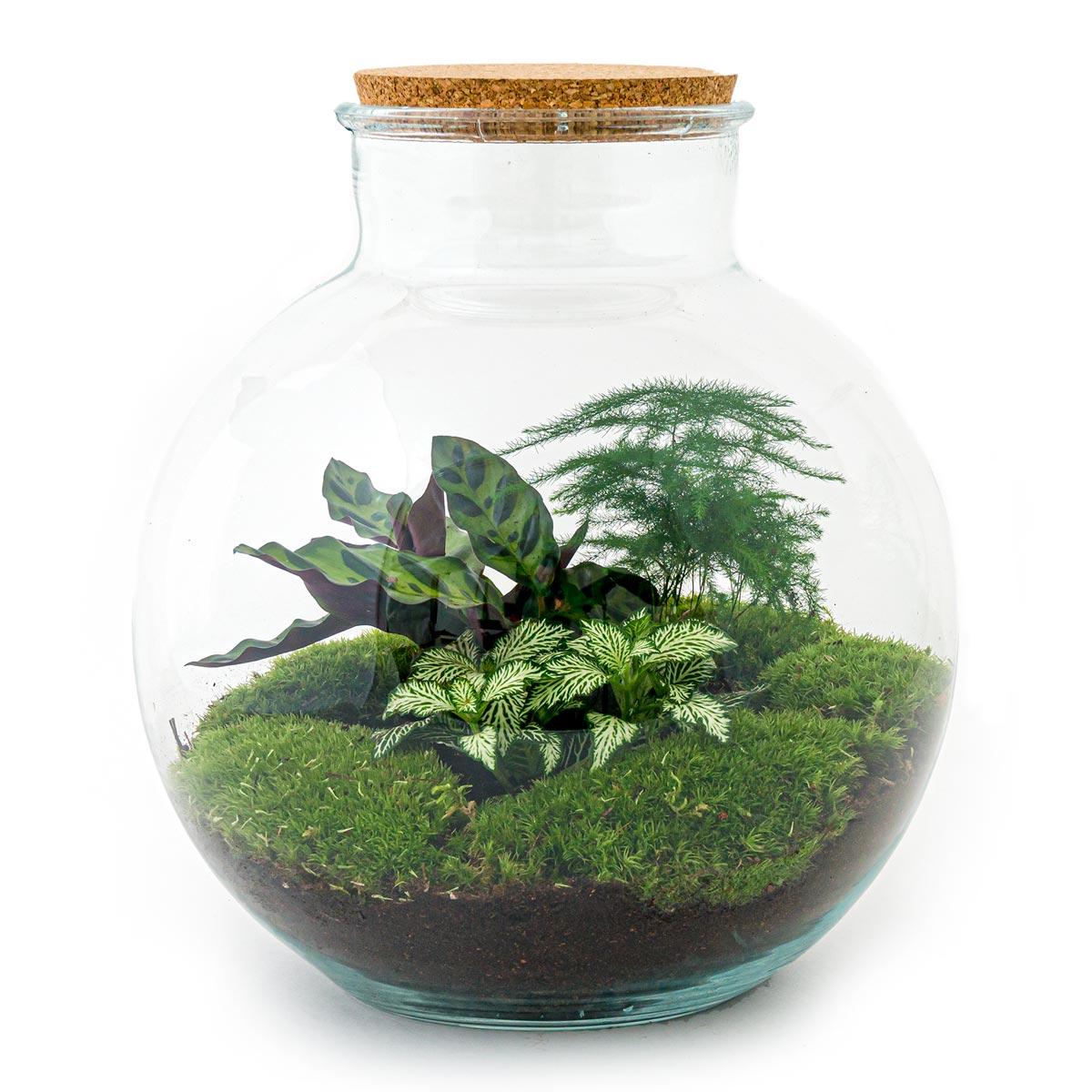 Flaschengarten - Bolder Bob - DIY Terrarium Set - Pflanzfix24.de - Pflanzfix24.de