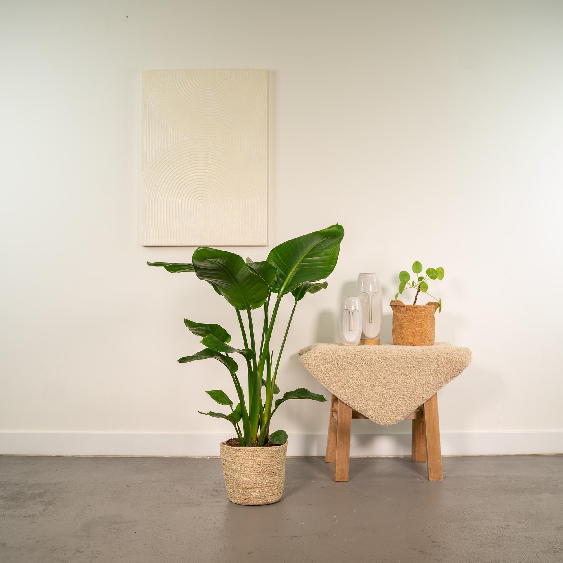 Strelitzia Nicolai 90cm + Korb Selin – Pflanzfix24.de - Pflanzfix24.de