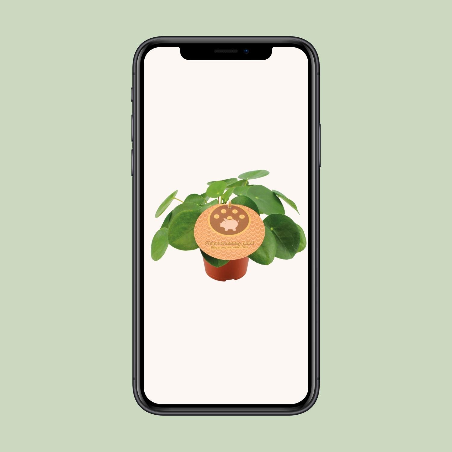 Pilea Peperomioides Ø12cm – Trendige UFO-Pflanze für Innenräume | Pflanzfix24 - Pflanzfix24.de