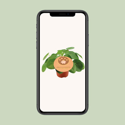 Pilea Peperomioides Ø12cm – Trendige UFO-Pflanze für Innenräume | Pflanzfix24 - Pflanzfix24.de