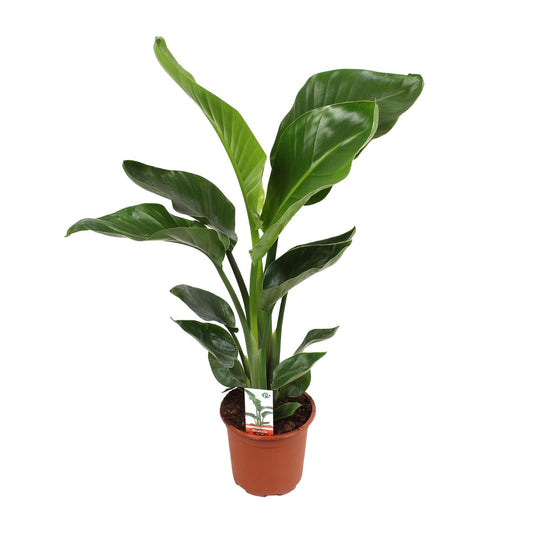 Strelitzia Nicolai Ø17cm Zimmerpflanze – pflanzfix24