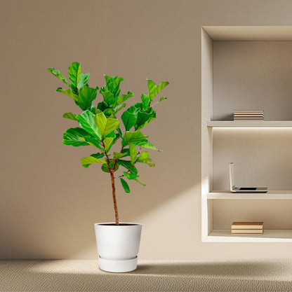 Ficus Lyrata-Stamm - 170 cm - ⌀30 - Pflanzfix24