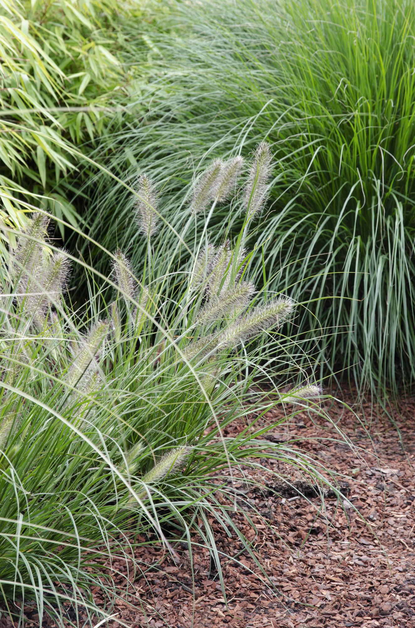 Pennisetum alopecuroides 'Hameln' - Ø19cm - Pflanzfix24