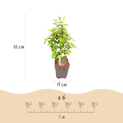Pflanzfix24.de - Carpinus betulus Heckenpflanzen - 6 Pflanzen - 1 laufender Meter - Pflanzfix24.de