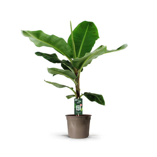 Bananenplant (Musa) - 140 cm - Ø27cm bei Pflanzfix24.de - Pflanzfix24.de