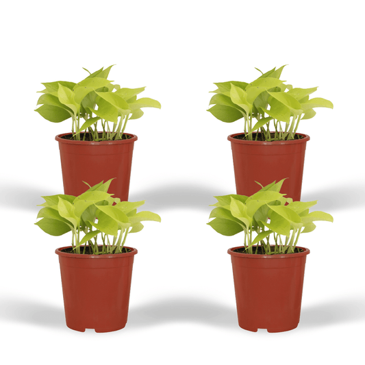 Epipremnum Golden Pothos (Scindapsus) - 4 Stücke - Ø12cm - Pflanzfix24.de - Pflanzfix24.de