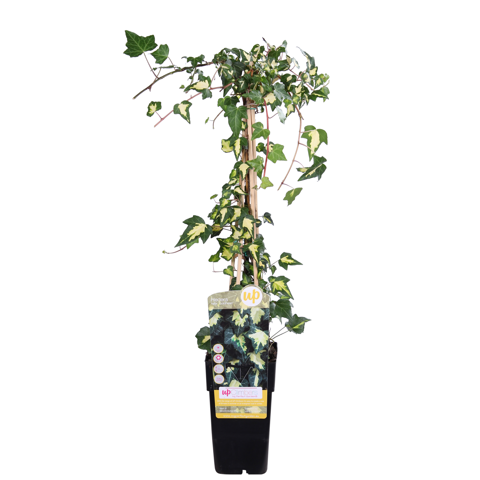 Hedera colchica 'Dentata Variegata' - Ø15cm - ↕65cm - Pflanzfix24.de - Pflanzfix24.de