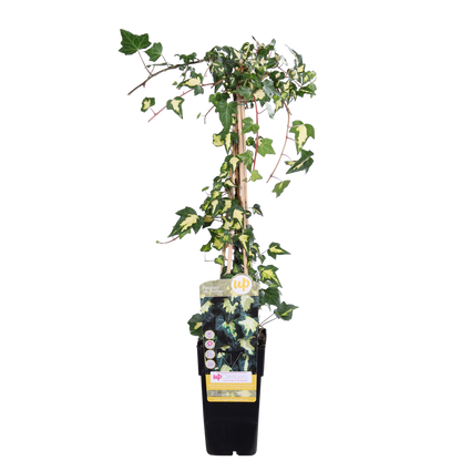 Hedera colchica 'Dentata Variegata' - Ø15cm - ↕65cm - Pflanzfix24.de - Pflanzfix24.de