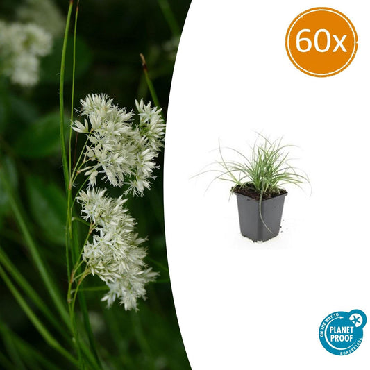60x Luzula nivea - ↕10-25cm - Ø9cm bei Pflanzfix24.de - Pflanzfix24.de