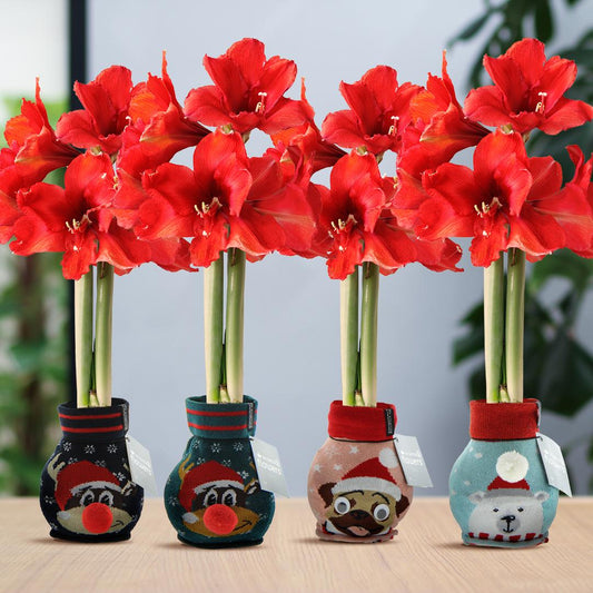 No Water Flowers® Fashionz Xmas Fun Silly Mix (4 pack) - Pflanzfix24