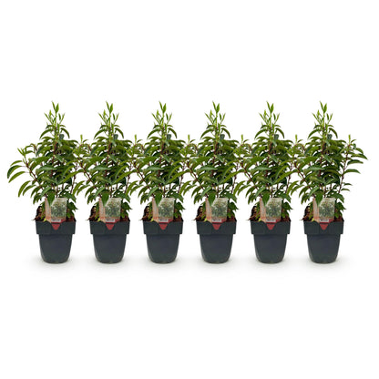 Pflanzfix24.de - Prunus lusitanica Angustifolia - 6 Pflanzen - 1m - immergrün - Pflanzfix24.de