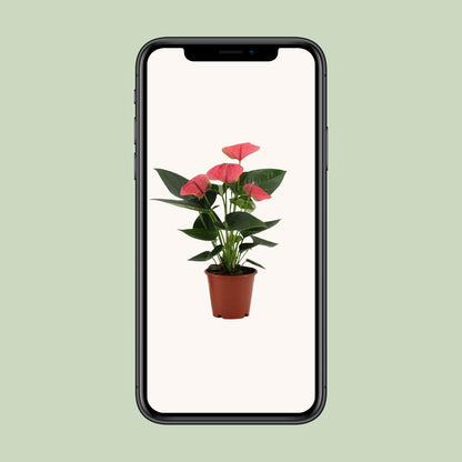 Anthurium Sweet Dream - Ø12cm - ↕36cm - Pflanzfix24