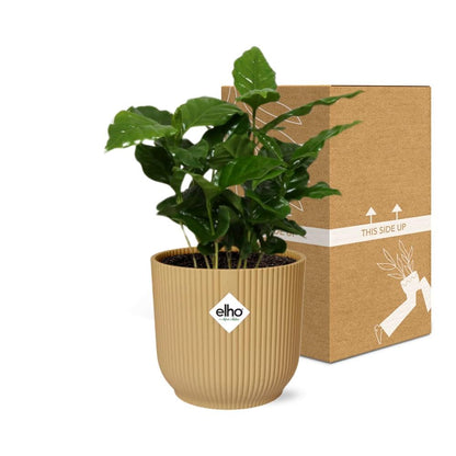 Coffea Arabica in ELHO Vibes Fold 14cm geel - Pflanzfix24